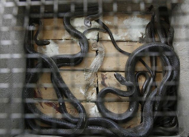 Những con rắn đen trũi chen chúc nhau trong một bể chứa của nhà hàng.